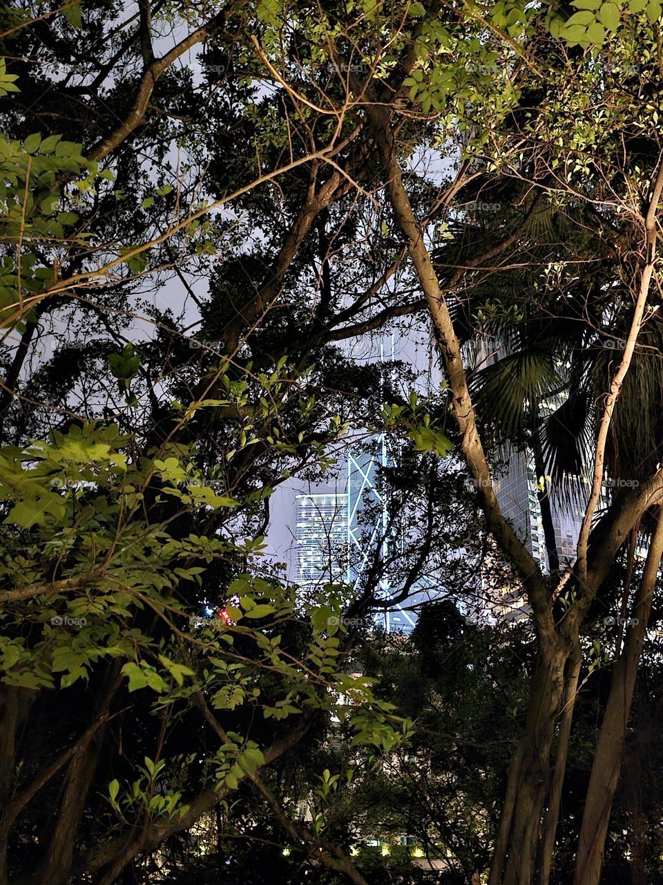 looking at the Bank of China Building and Cheung Kong Center through trees at the Asia Society Hong Kong Center