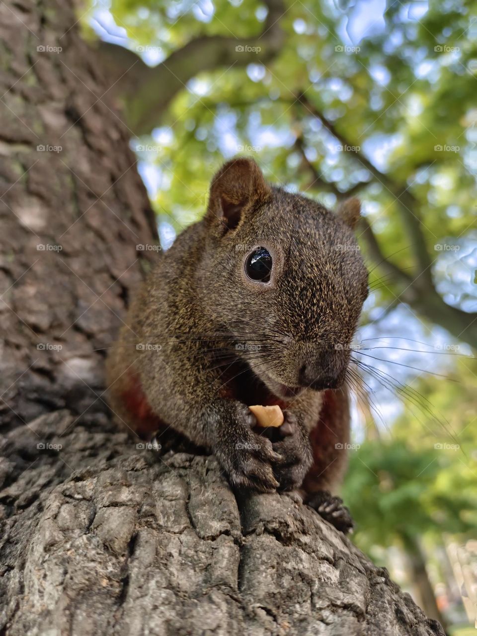 Red-bellied Squirrel