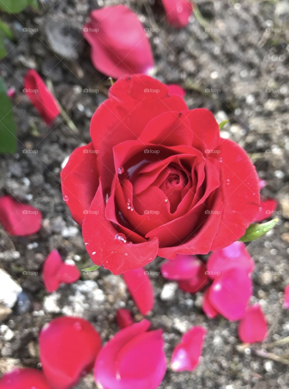 Went on a adventure and found this rose 