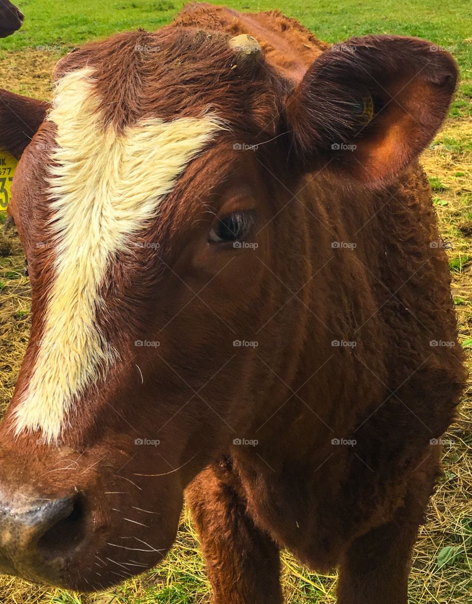 Mammal, Livestock, Farm, Cattle, Animal