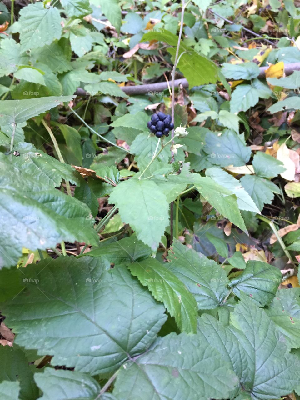 the last blackberry in the autumn forest