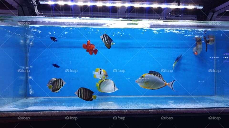 Fish in Aquarium