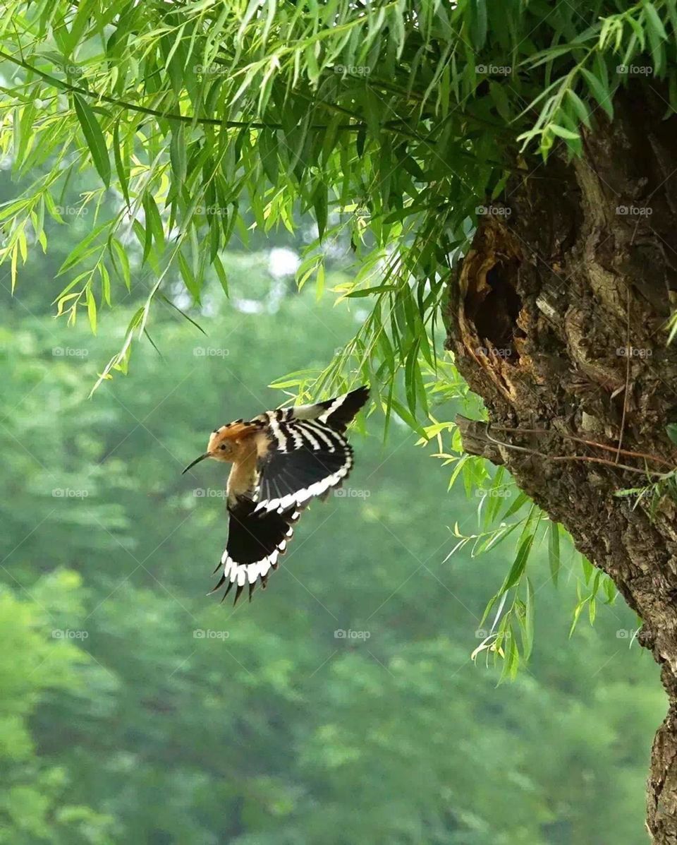 Precious moments, worth feeling this peaceful moment , birds is freedom in sky.