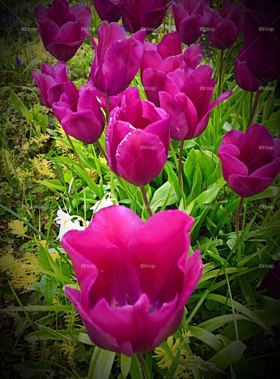 Purple Tulips