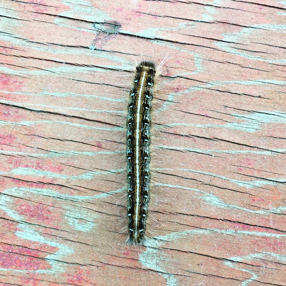 Creepy crawly caterpillar 