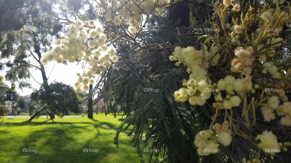 Tree, Flower, Branch, Nature, Flora