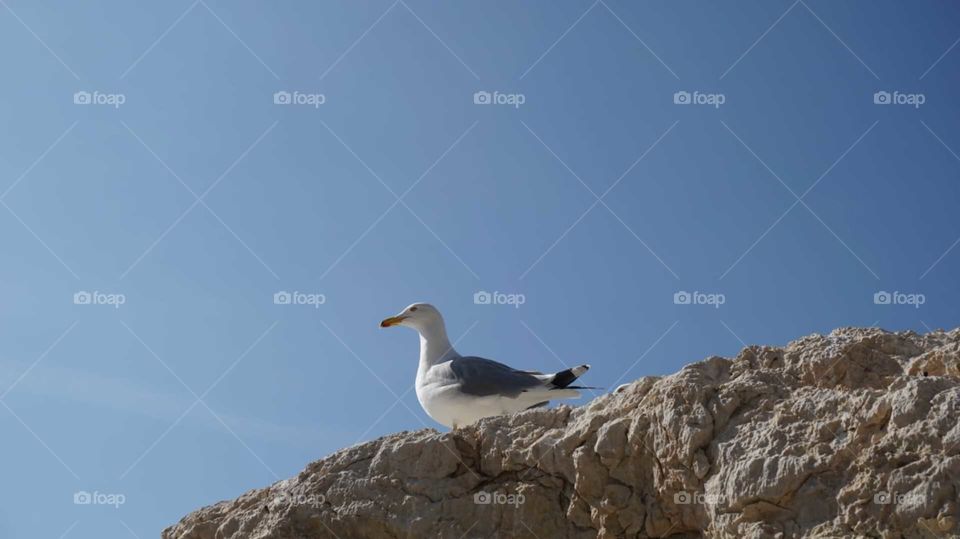 Seagull#animal#wild#rock#sky#nature