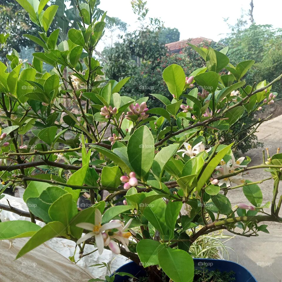 Flower Lemon