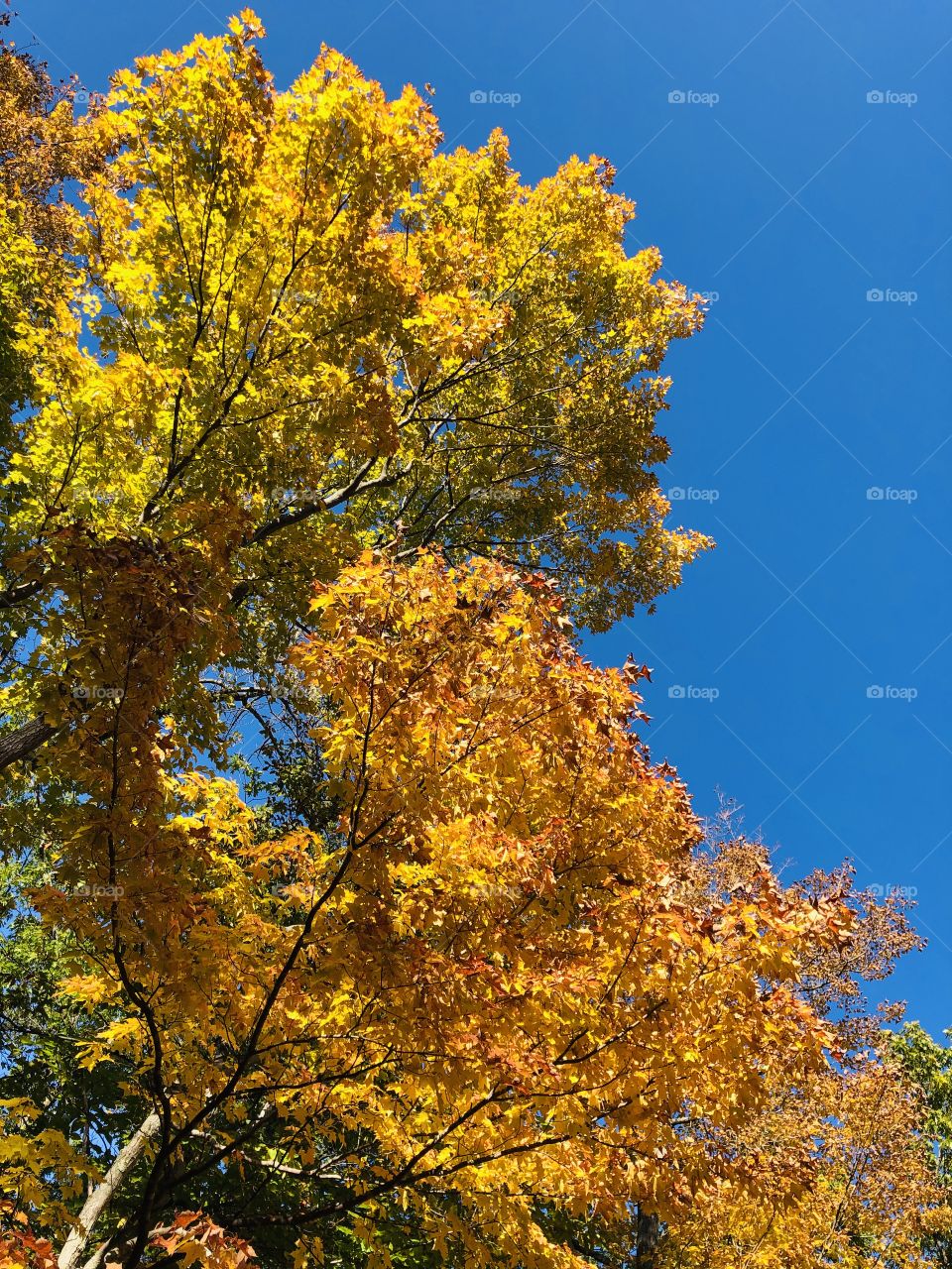 Loving the contrast between the royal blue sky and amber colored leaves on a beautiful fall day in Wisconsin.