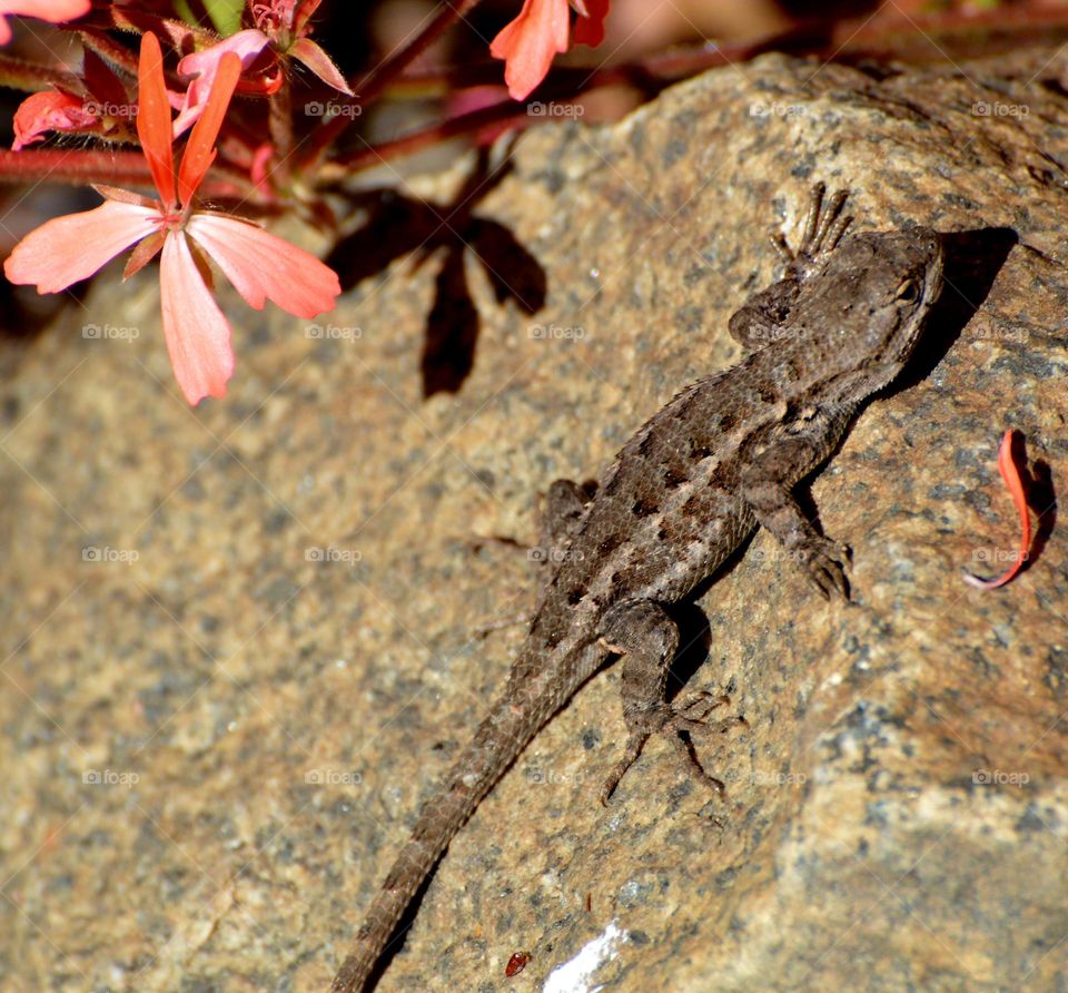 A young lizard resting on a rock enjoying the sunrays