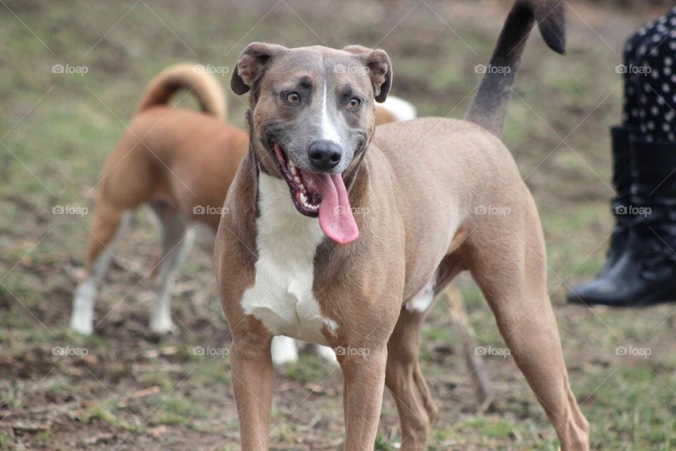 Portrait of dog