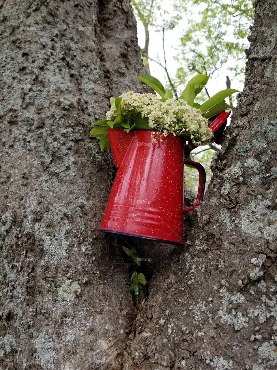 Triangles hidden in this photo of a Campfire Coffee Pot being used as a vase for Red Tipped Photinia blossoms in the trunk of a tree.