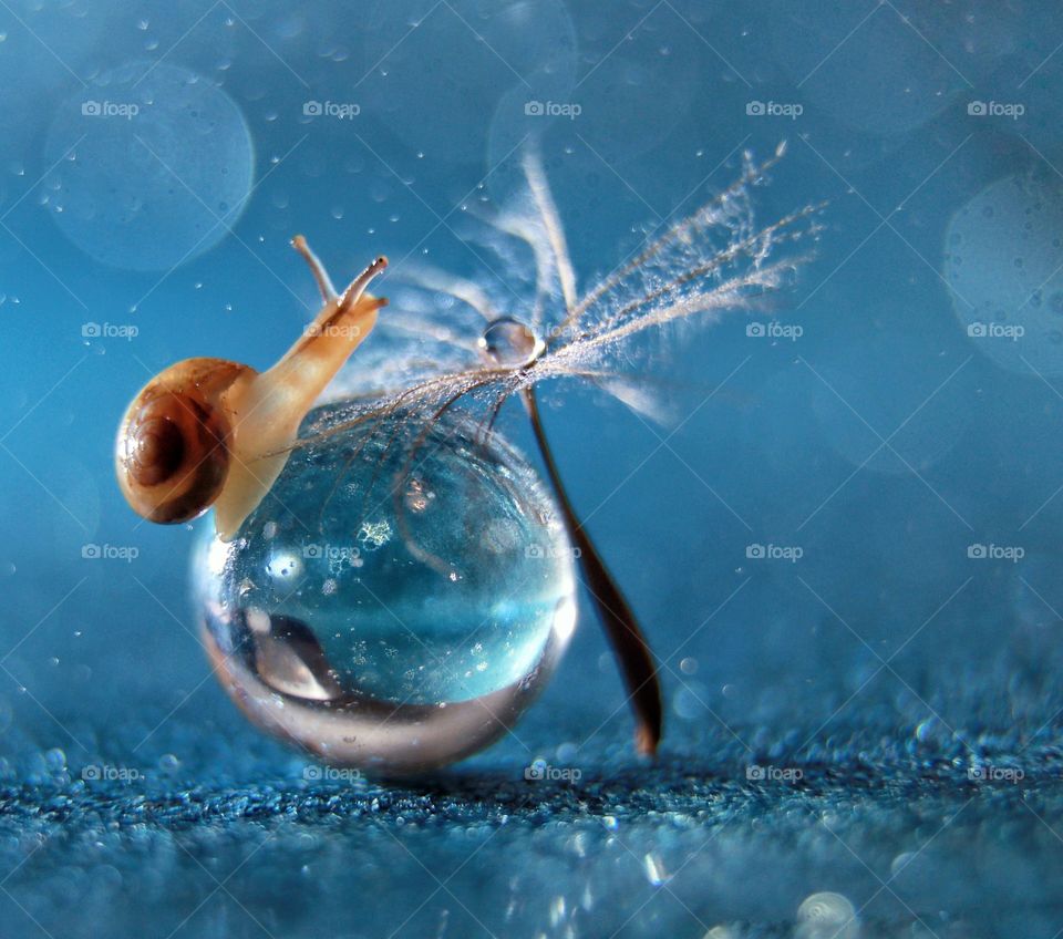 Snail on the glass ball blue background bokeh 