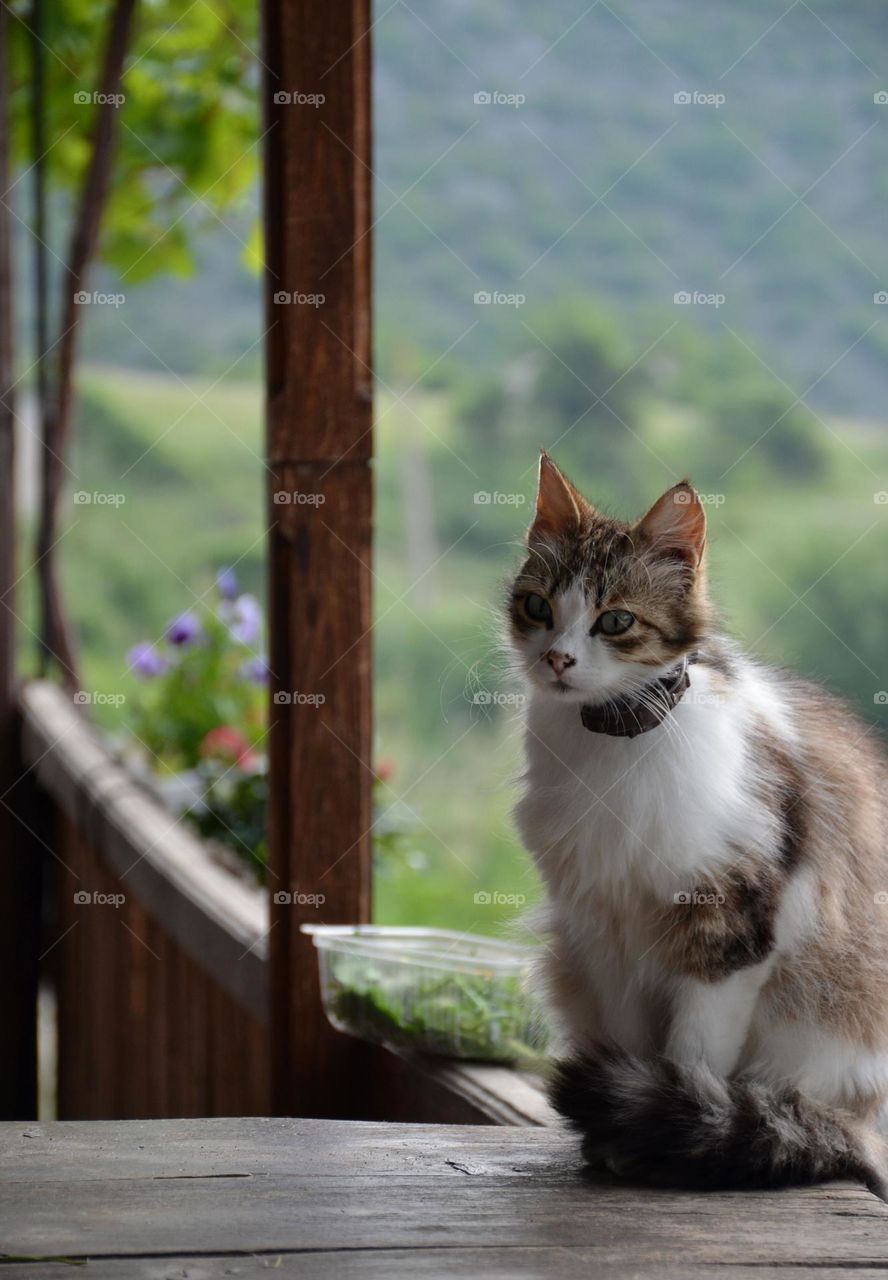 Portrait of a cat