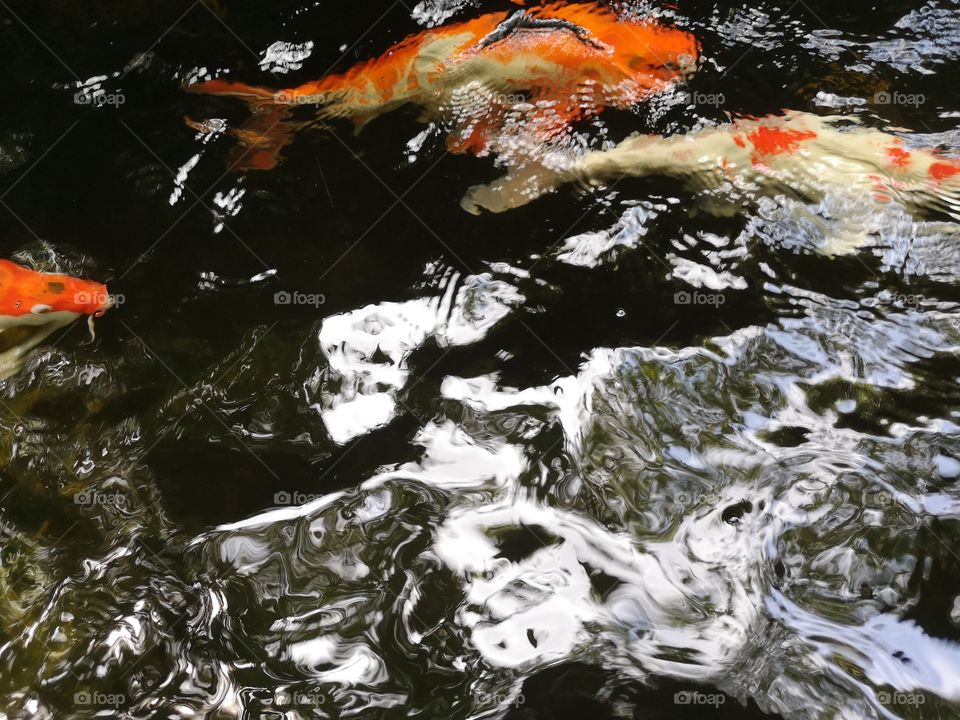 Fancy​ carp​ koi fish​