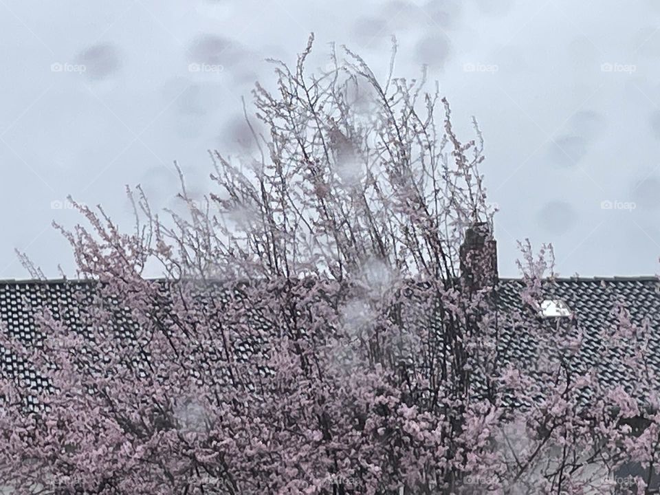 Looking through window at cherry tree on rainy day