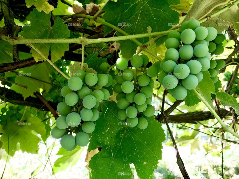 Clusters of grapes 
