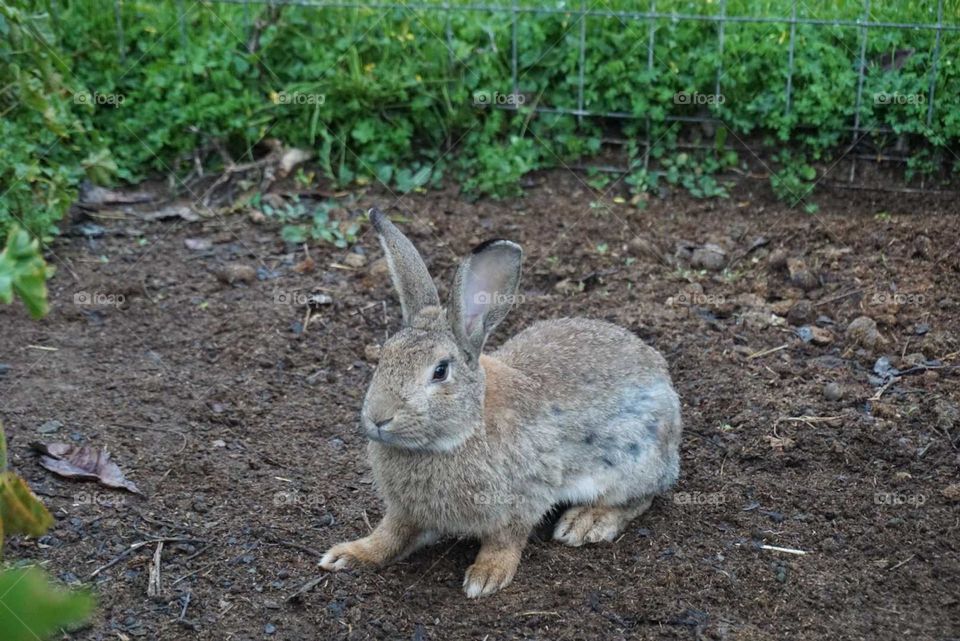 Rabbit#animal#nature#cute