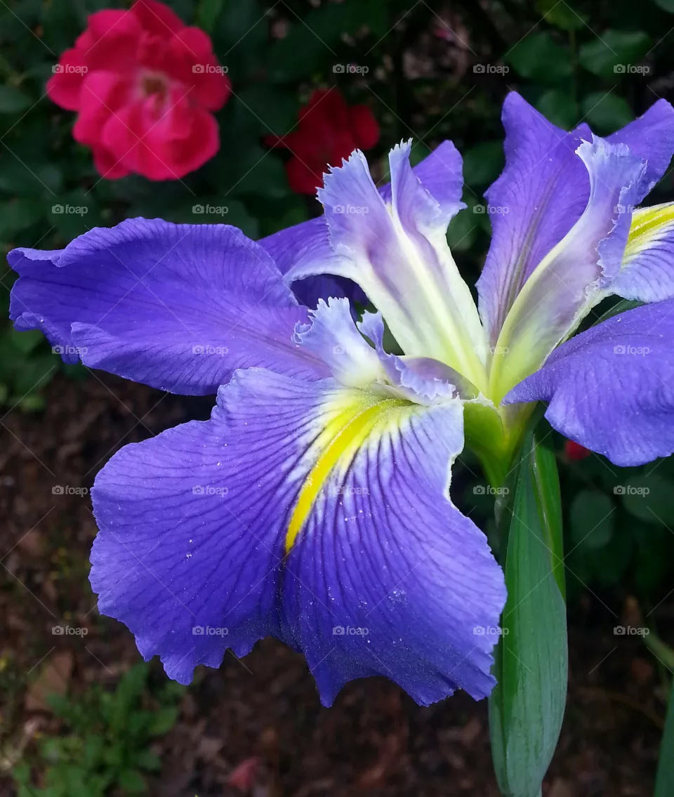 flower