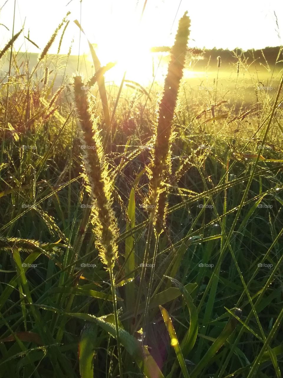 golden sunrise behind grass flower stalks