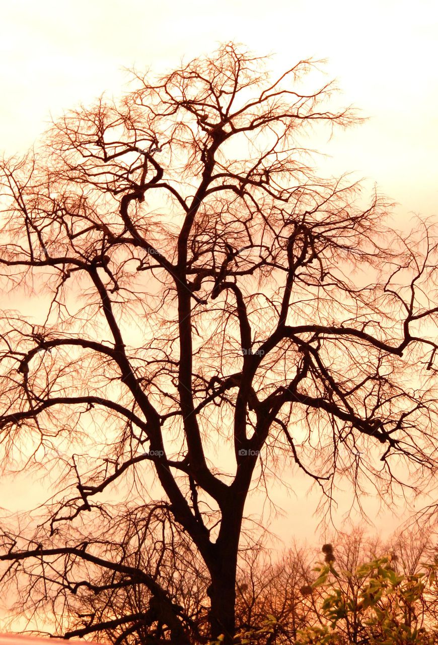 eerie tree