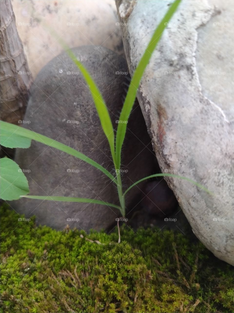 this is a nice plant