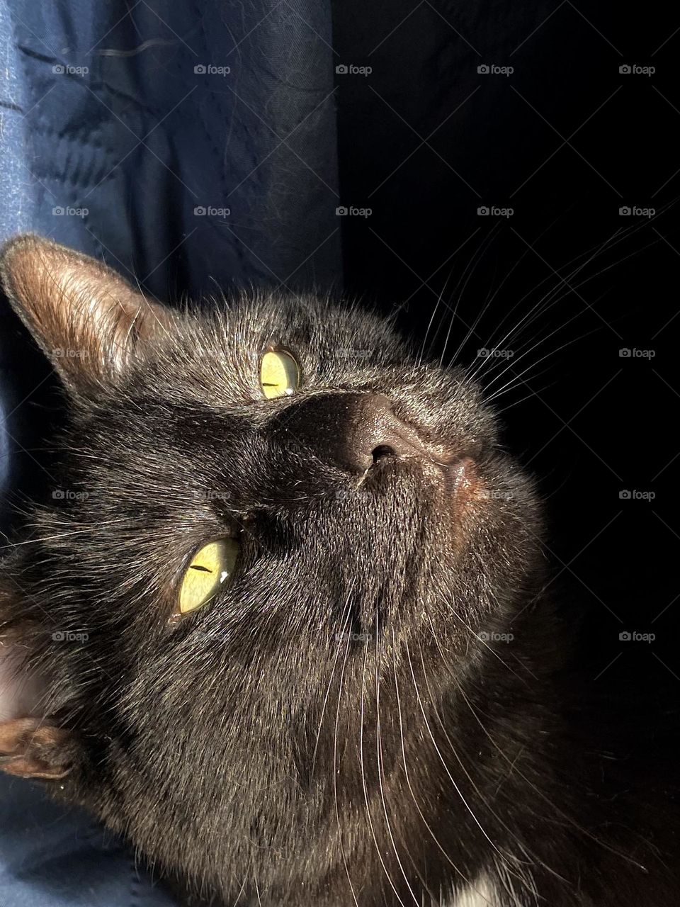 A black cat sitting in between the folds of a blue quilt