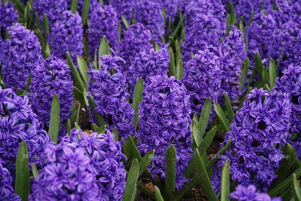 Springtime has arrived …. Beautiful purple Hyacinth in full bloom 💜