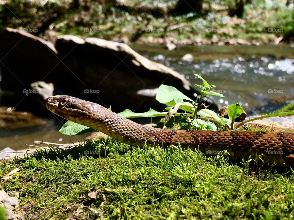 A beautiful northern water snake enjoying the afternoon sunshine at Falls Mill in Belvidere Tennessee. 