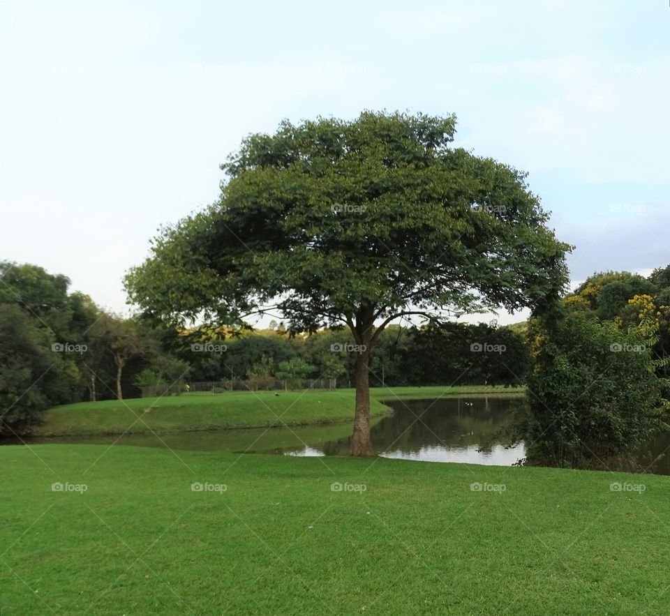 tree in the Forest, park