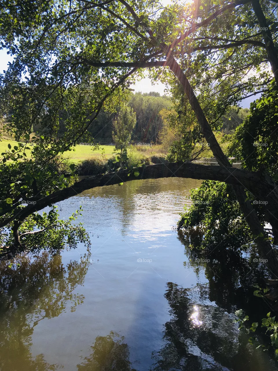 I love the shape of the branch here, stretching out across the river. Such a beautiful scene.