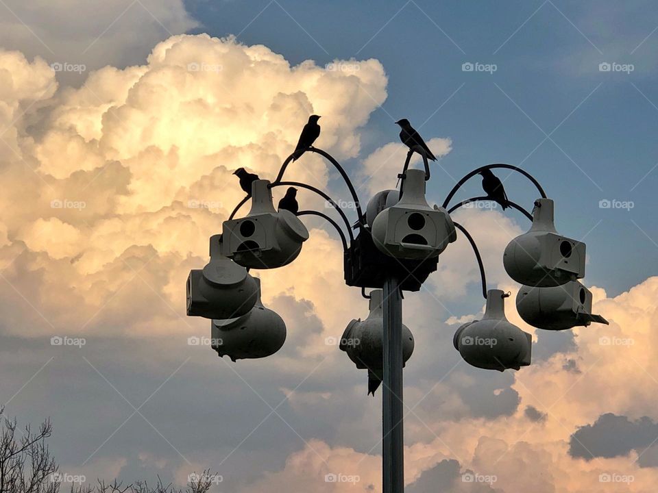 Birds and clouds