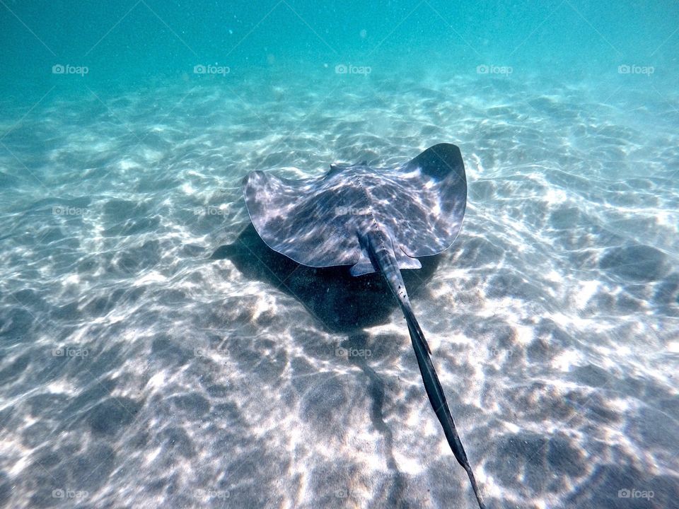 Stingray