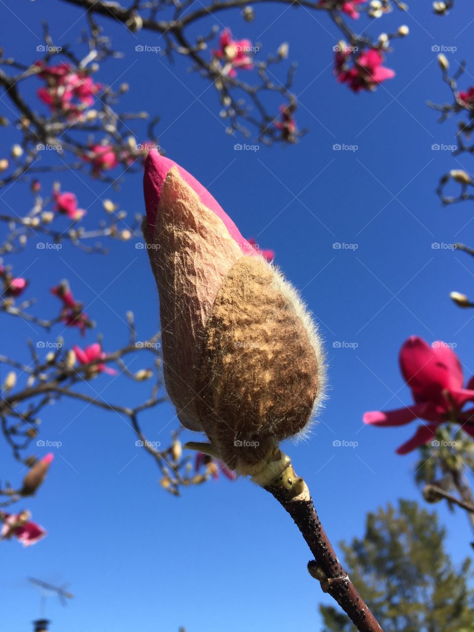 Magnolia blossom