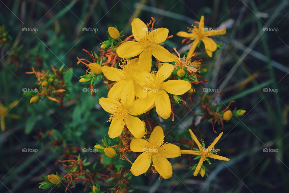 Yellow flowers