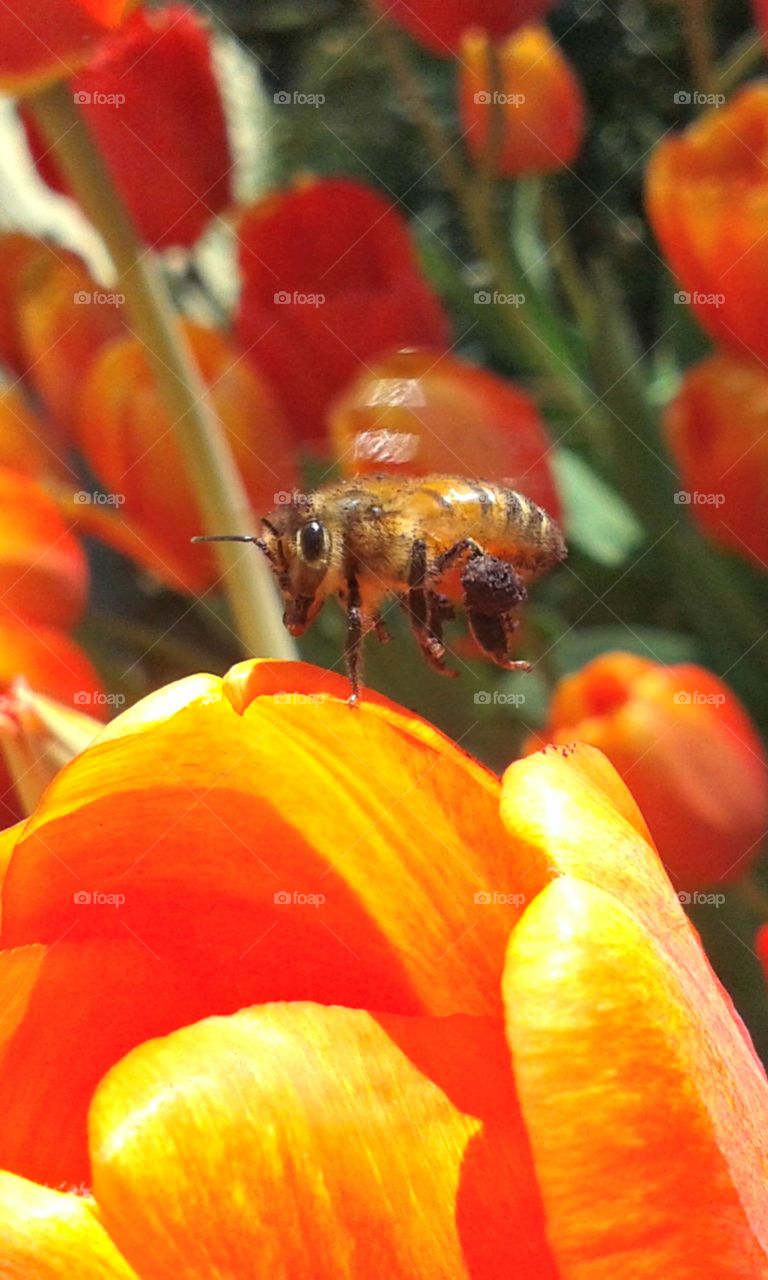 beautiful closeup of honeybee at work