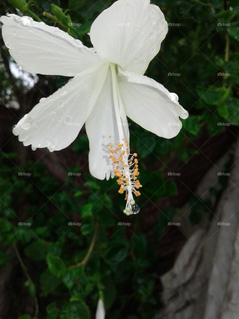 jasud flower