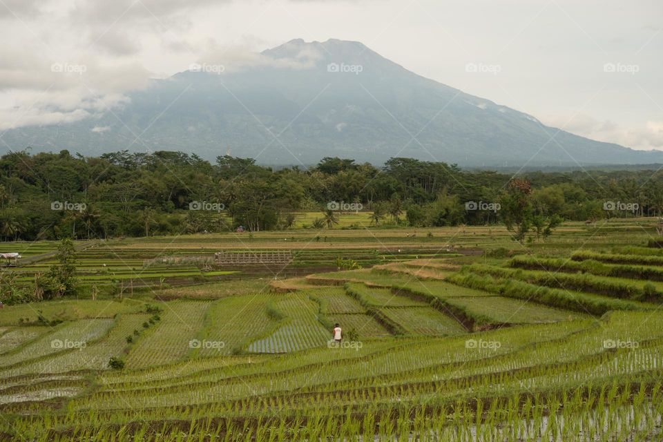 morning scenery in rice field with Mt Merbabu view