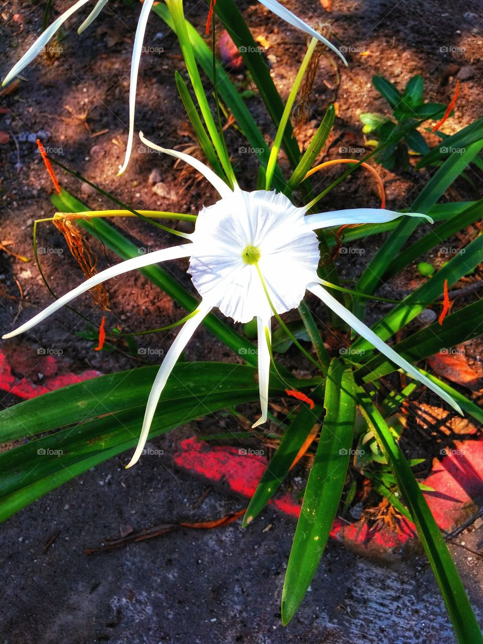 Flower