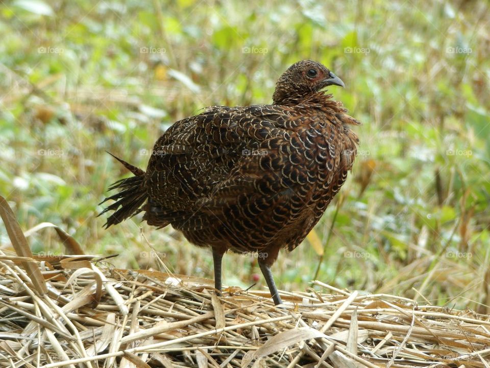 A pheasant in a field 
