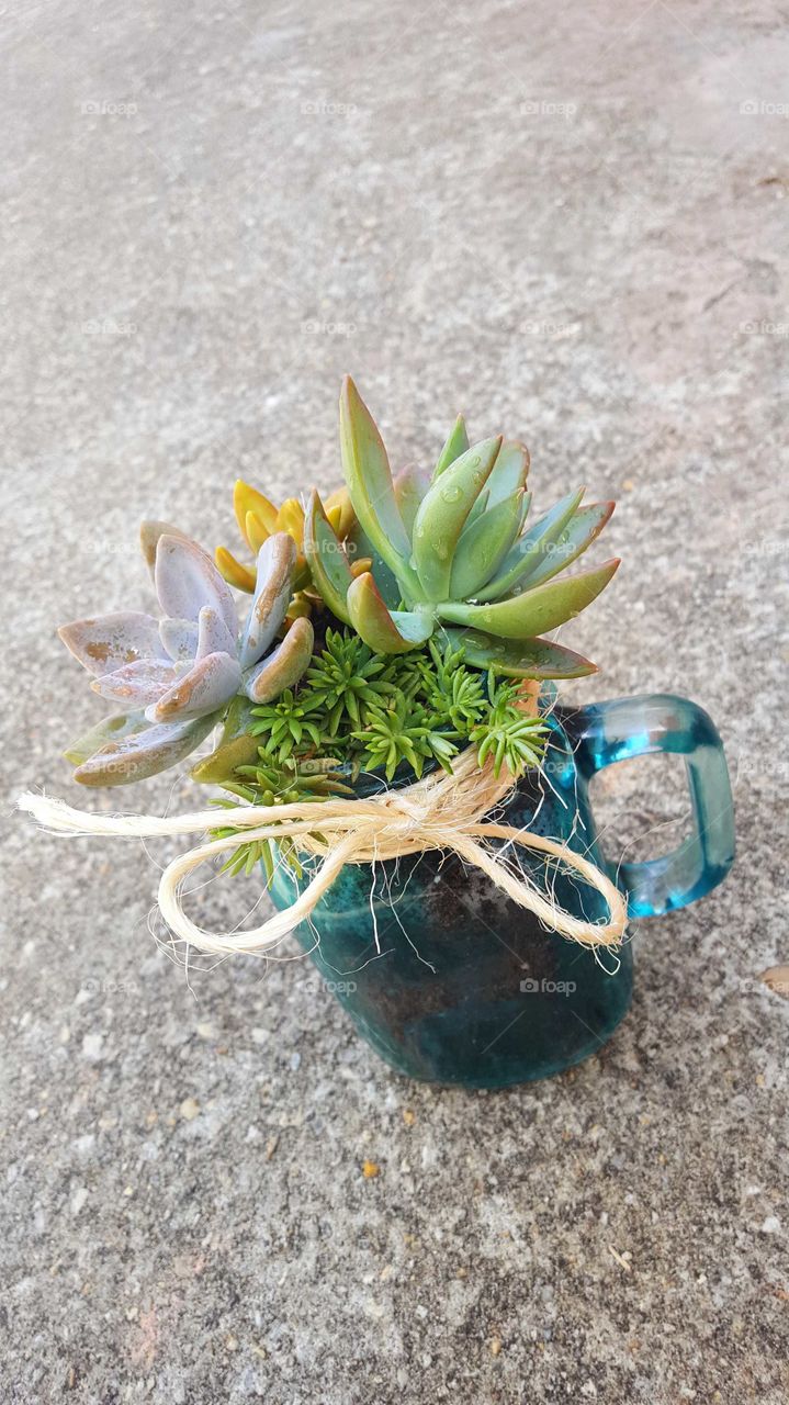 Succulent arrangement in a jar