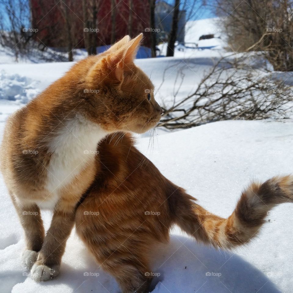 Clementine escapes. kitty sitting on a 4.5ft snow drift