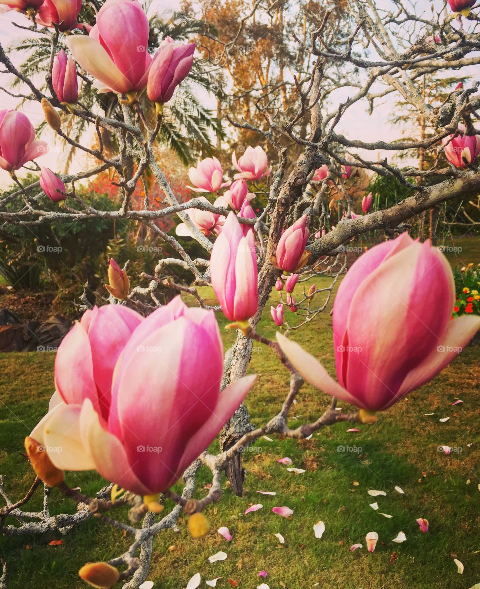 Magnolia blossoms in the morning light