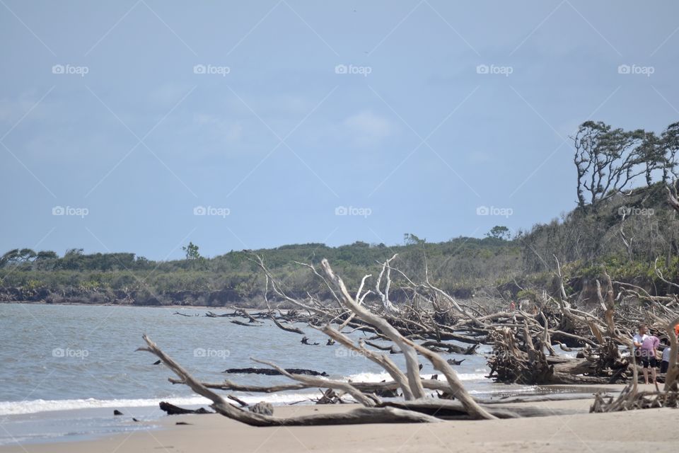 A row of fallen trees with weathered branches along a beach