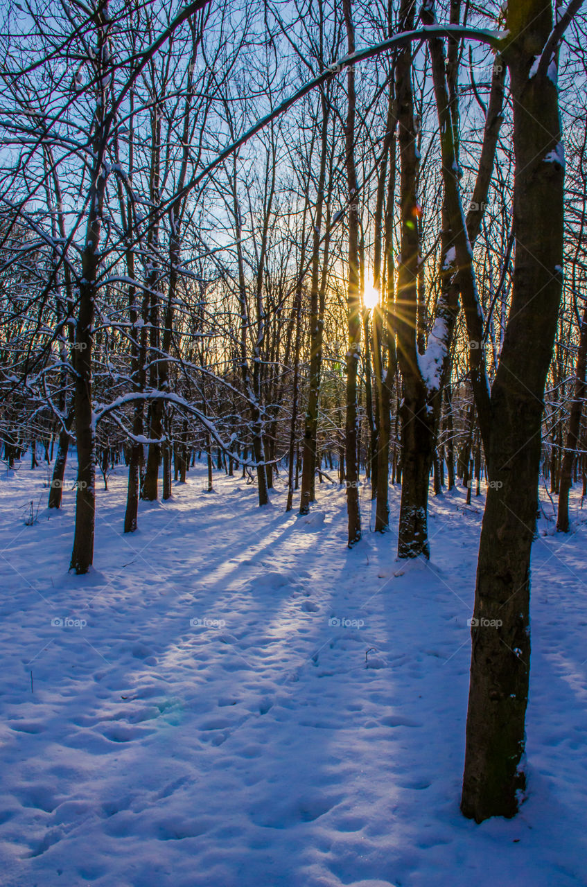 winter landscape