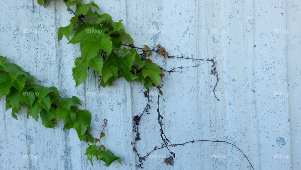 Old wall gives in to nature's growth