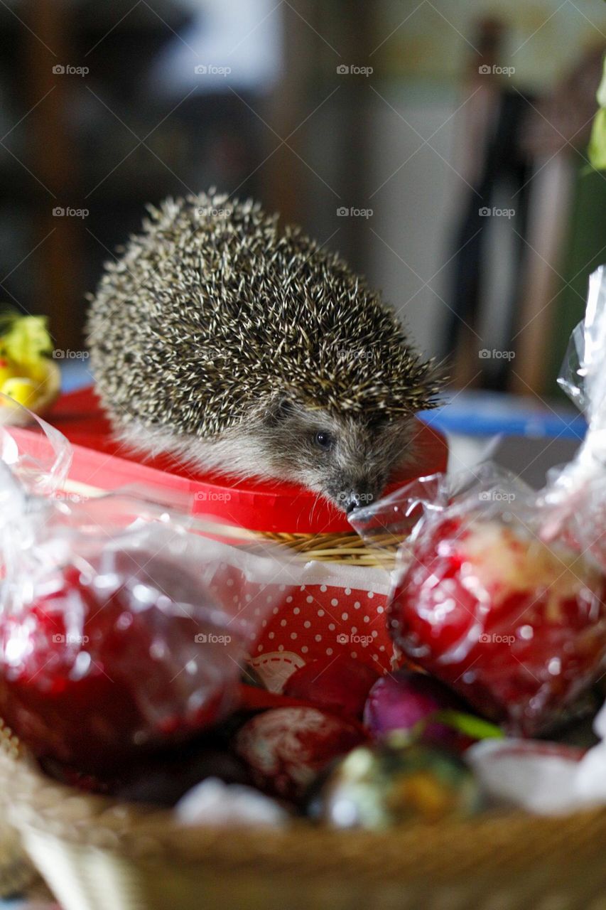 Easter hedgehog