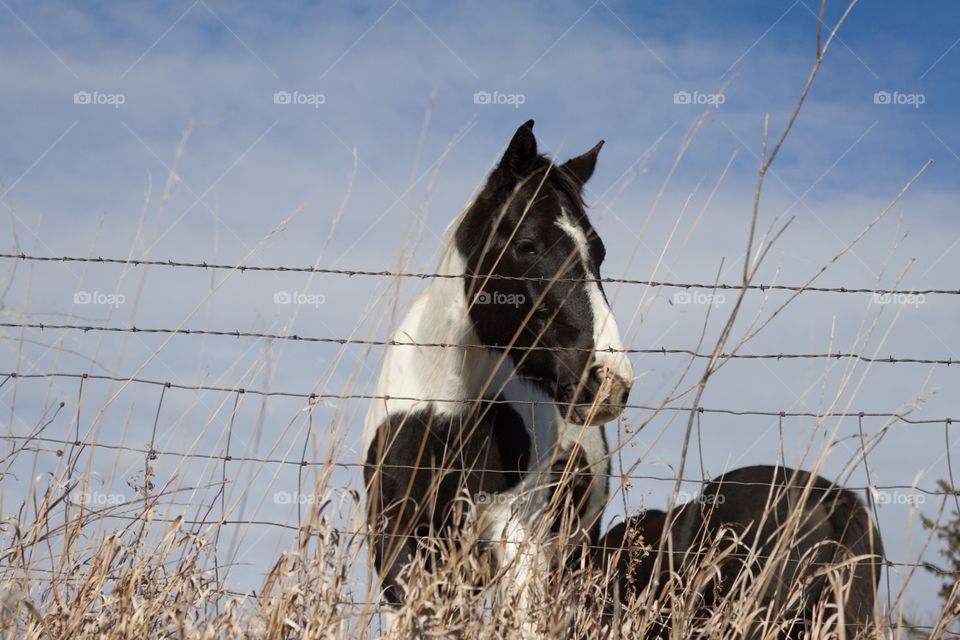Horse on farm in pasture 