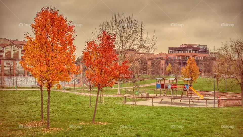Fall, No Person, Tree, Nature, Outdoors