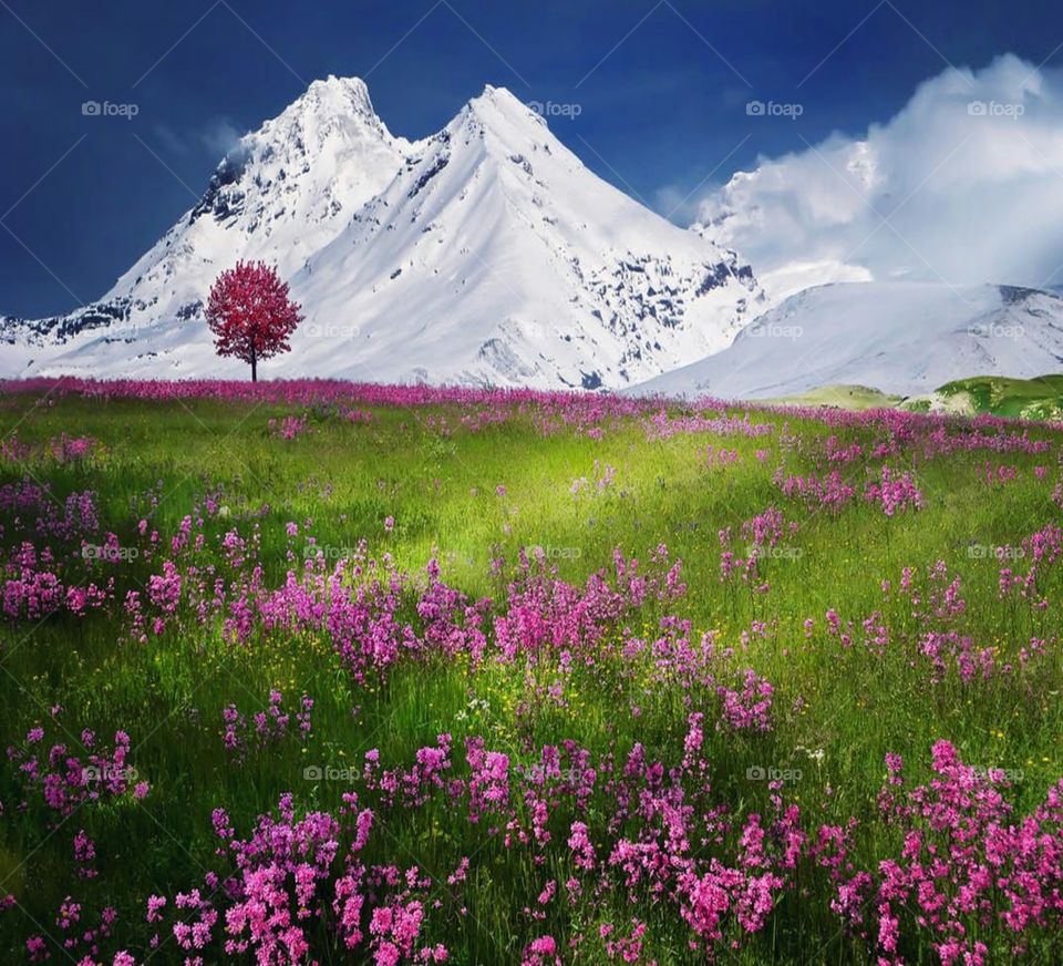 Beautiful flower and hill
